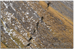 Axalp2021_32