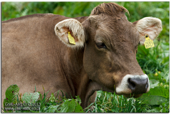 meiringen2013_27